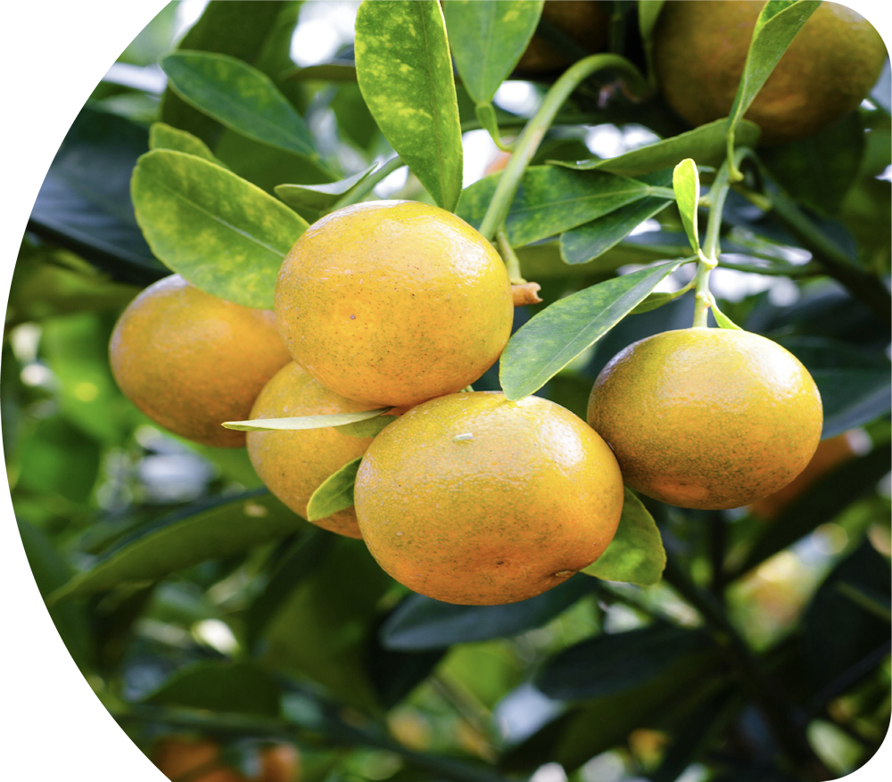 naranja ovalada