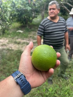 foto-naranja-003